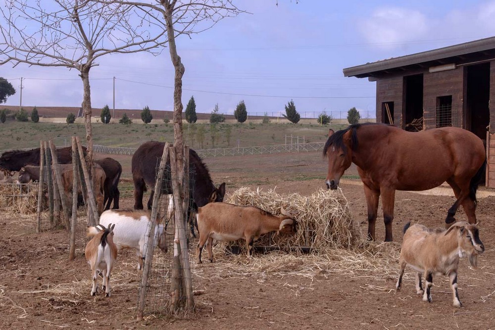 Popilia Country Resort